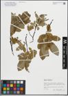 Foto von Salix hastata subsp. hastata L.